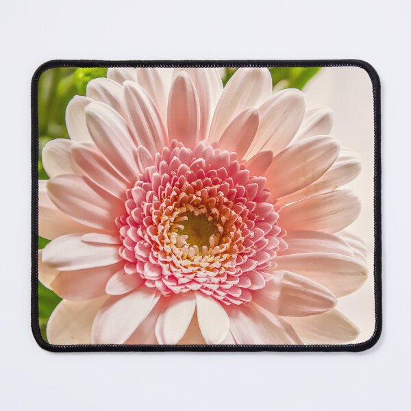Item preview, Soft Pastel Pink Gerbera Daisy designed and sold by ShotsbyDesiree.