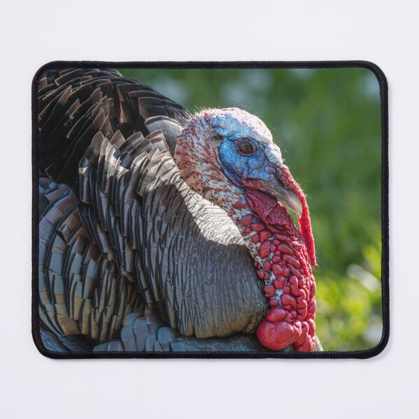 Item preview, Rio Grande Valley Wild Tom Turkey designed and sold by Debra Martz.