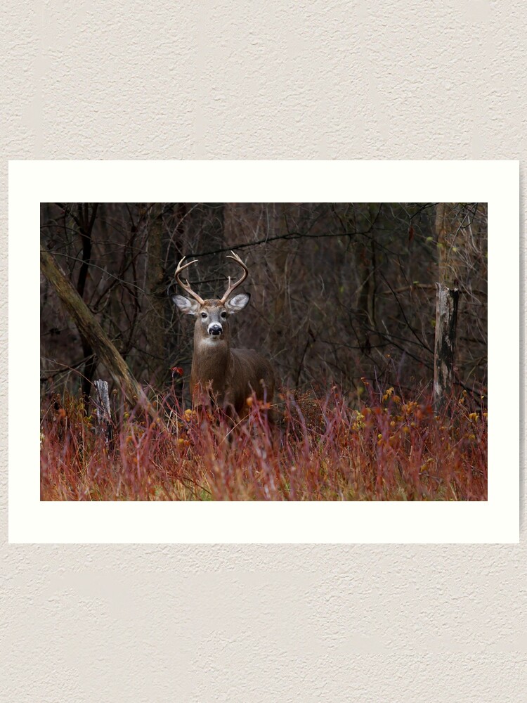 On Alert - White-tailed Deer Art Print for Sale by Jim Cumming