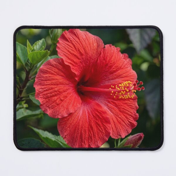 Item preview, Red hibiscus flower. designed and sold by Malisa345.