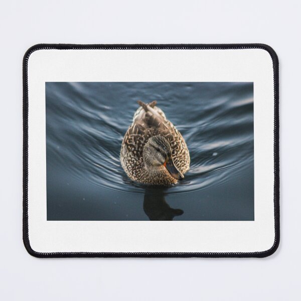 Item preview, Mallard Duck on Still Water — Nature Photography designed and sold by Viddas Lens.
