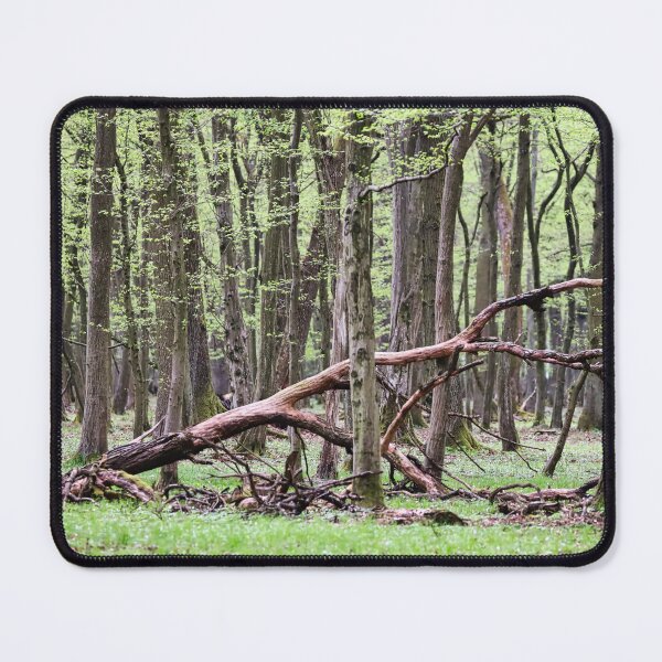 Item preview, Forest landscape in early spring. designed and sold by NaturePhotography.