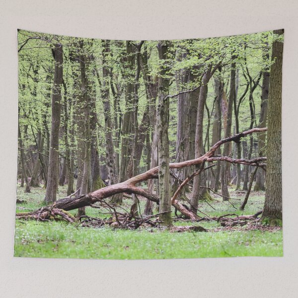 Item preview, Forest landscape in early spring. designed and sold by NaturePhotography.