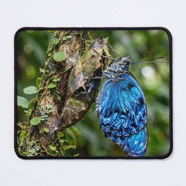 Item preview, Blue butterfly emerging from its chrysalis. designed and sold by Malisa345.