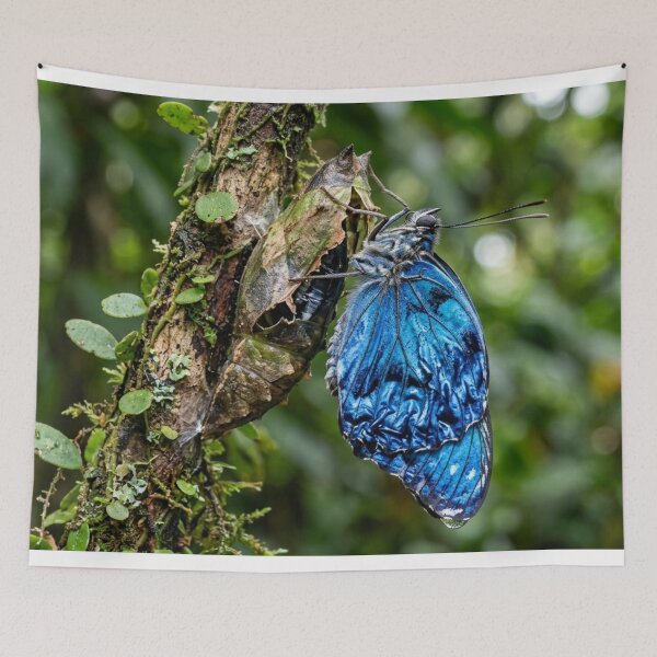Item preview, Blue butterfly emerging from its chrysalis. designed and sold by Malisa345.