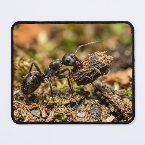 Item preview, Ant carrying a load. designed and sold by Malisa345.