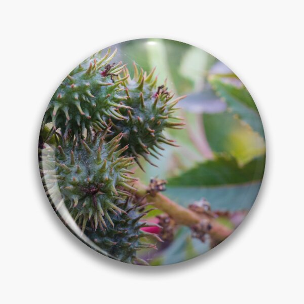 Item preview, Close-Up of Spiky Green Castor Bean Seed Pods on Castor Plant With Palmate Leaves designed and sold by Nmallia.