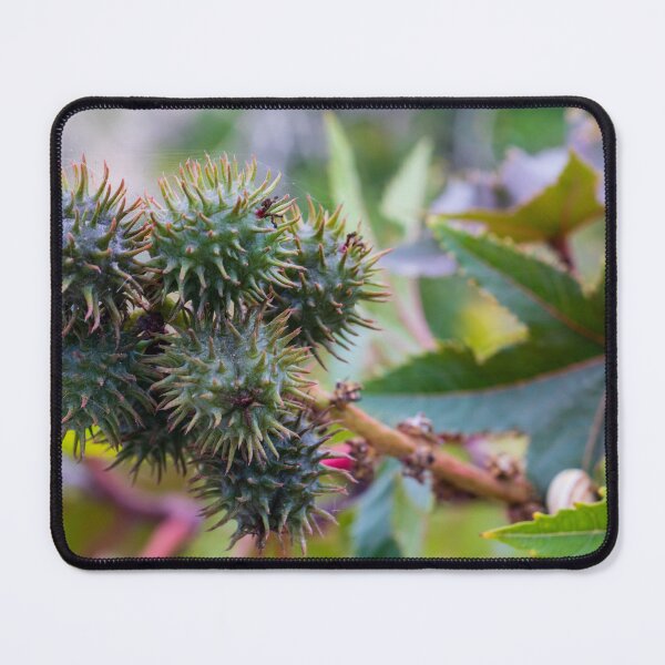 Item preview, Close-Up of Spiky Green Castor Bean Seed Pods on Castor Plant With Palmate Leaves designed and sold by Nmallia.
