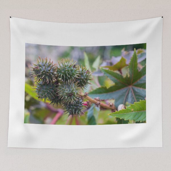 Item preview, Close-Up of Spiky Green Castor Bean Seed Pods on Castor Plant With Palmate Leaves designed and sold by Nmallia.