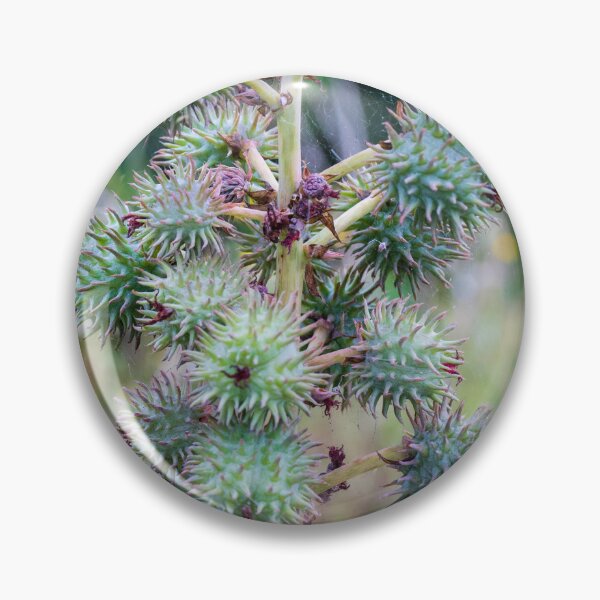 Item preview, Close-Up of Spiky Green Castor Bean Seed Pods on Castor Plant With Palmate Leaves designed and sold by Nmallia.