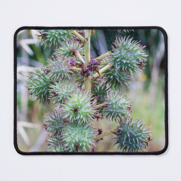 Item preview, Close-Up of Spiky Green Castor Bean Seed Pods on Castor Plant With Palmate Leaves designed and sold by Nmallia.