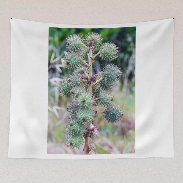 Item preview, Close-Up of Spiky Green Castor Bean Seed Pods on Castor Plant With Palmate Leaves designed and sold by Nmallia.