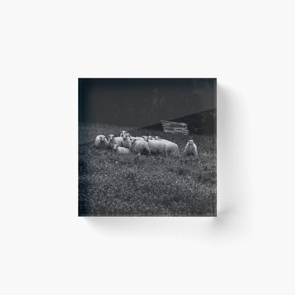 Item preview, Flock of sheep in the Basque Country designed and sold by @Mirettes_et_gambettes.