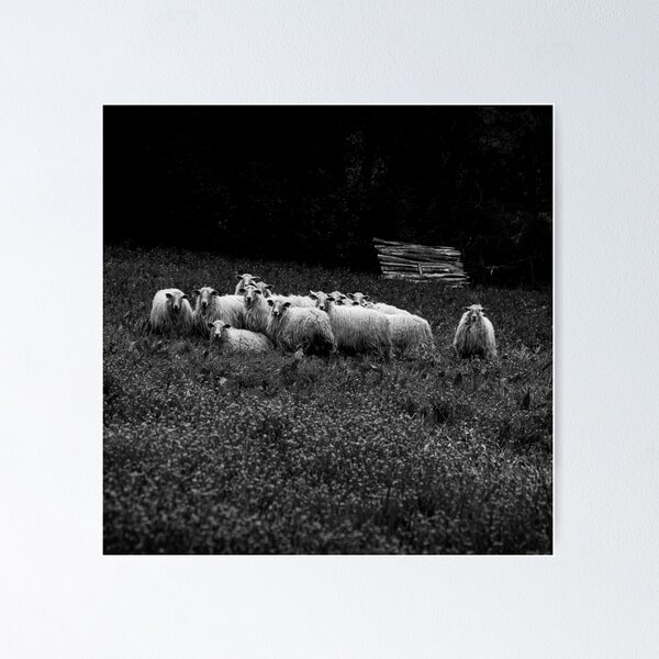 Item preview, Flock of sheep in the Basque Country designed and sold by @Mirettes_et_gambettes.
