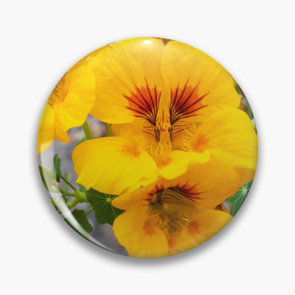 Item preview, Bright Yellow Nasturtium Flowers Close-Up in Garden With Round Green Leaves and Rocks designed and sold by Nmallia.