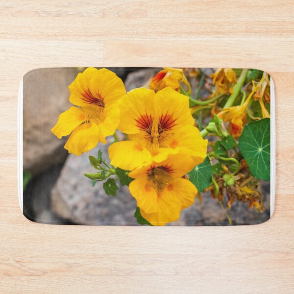 Item preview, Bright Yellow Nasturtium Flowers Close-Up in Garden With Round Green Leaves and Rocks designed and sold by Nmallia.