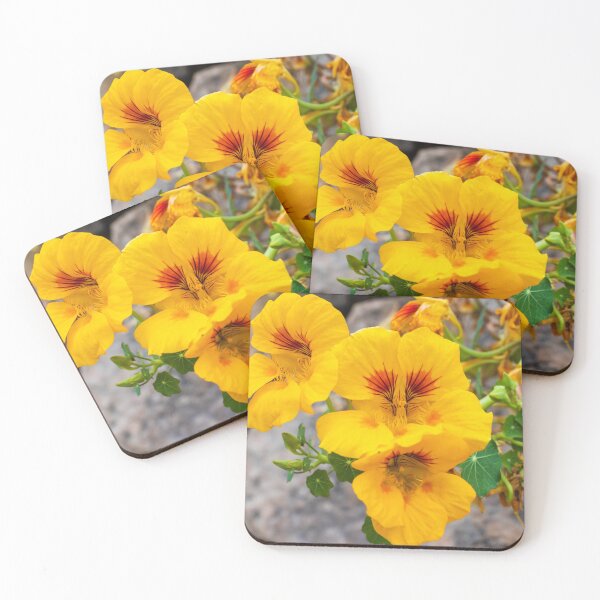 Item preview, Bright Yellow Nasturtium Flowers Close-Up in Garden With Round Green Leaves and Rocks designed and sold by Nmallia.