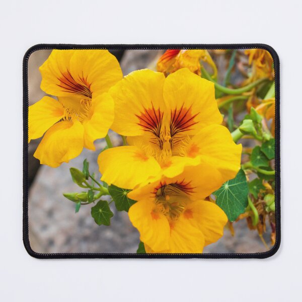 Item preview, Bright Yellow Nasturtium Flowers Close-Up in Garden With Round Green Leaves and Rocks designed and sold by Nmallia.