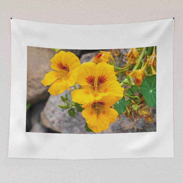 Item preview, Bright Yellow Nasturtium Flowers Close-Up in Garden With Round Green Leaves and Rocks designed and sold by Nmallia.
