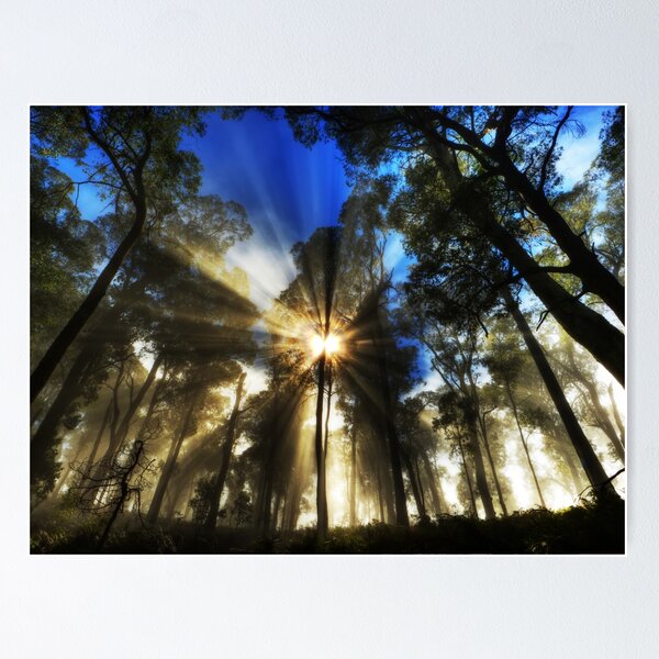 Item preview, Forest mist, Mt. Buffalo designed and sold by Kevin McGennan.