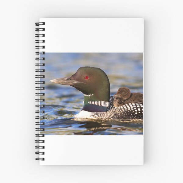 Item preview, Common loon and chick designed and sold by James Cumming.