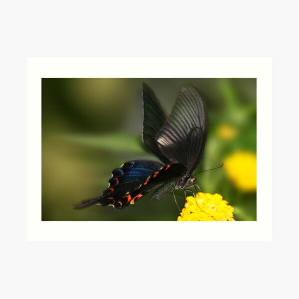 Eastern Tiger Swallowtail Butterfly Art Print