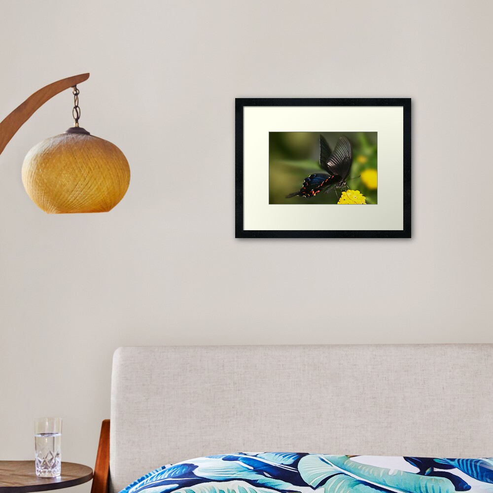 Eastern Tiger Swallowtail Butterfly Framed Art Print