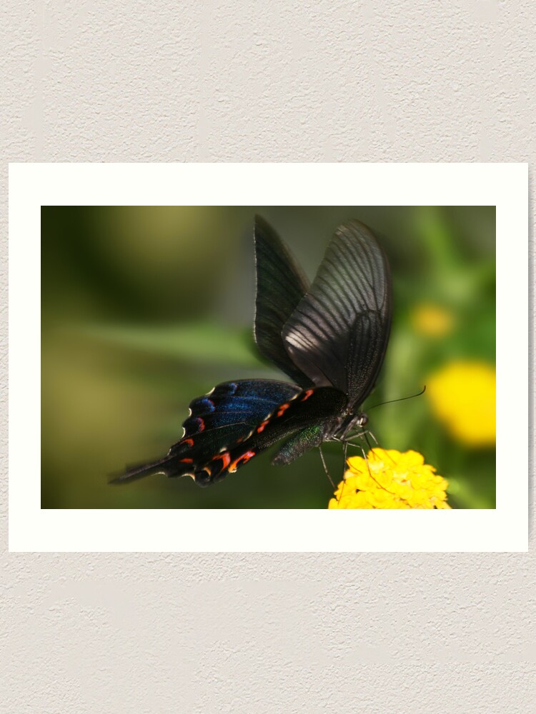 Alternate view of Eastern Tiger Swallowtail Butterfly Art Print