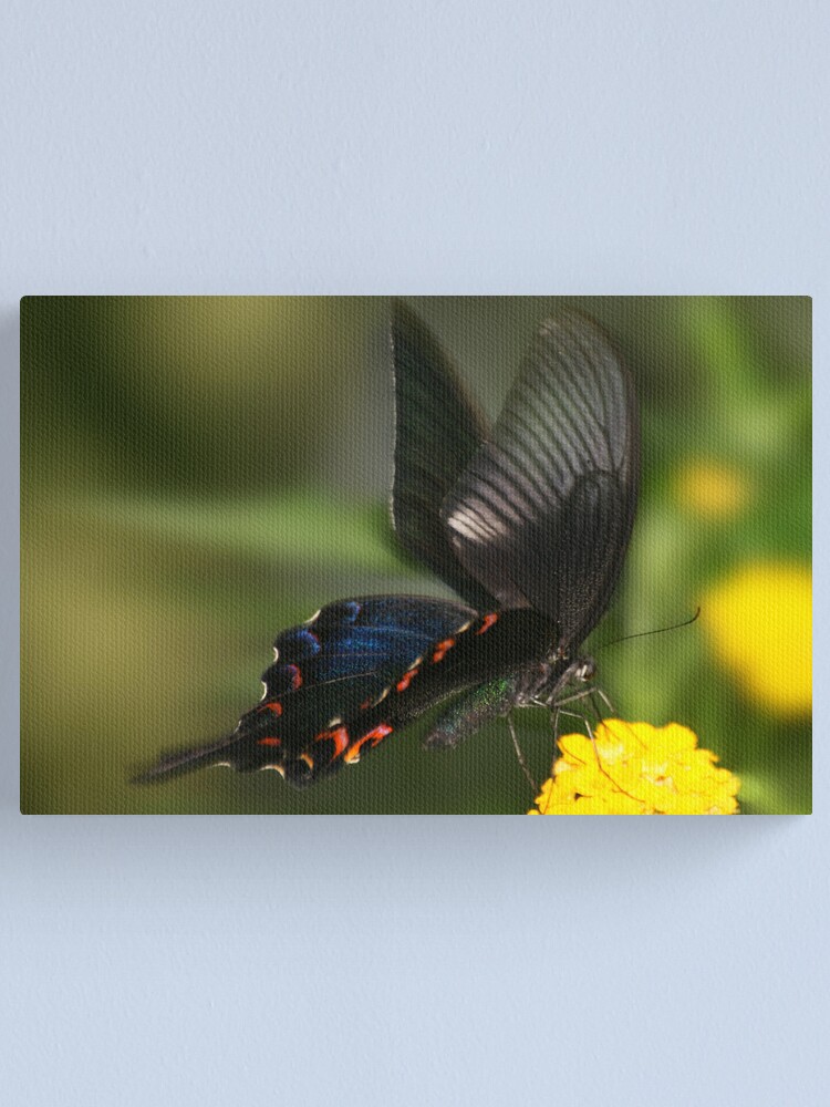 Alternate view of Eastern Tiger Swallowtail Butterfly Canvas Print