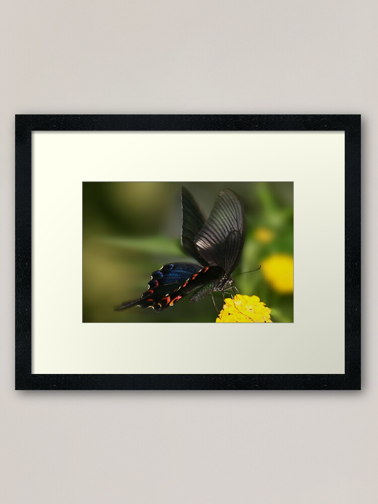 Alternate view of Eastern Tiger Swallowtail Butterfly Framed Art Print