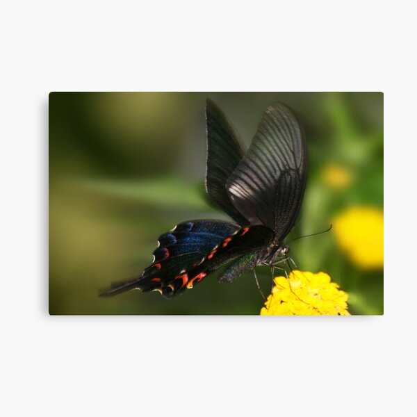 Eastern Tiger Swallowtail Butterfly Canvas Print