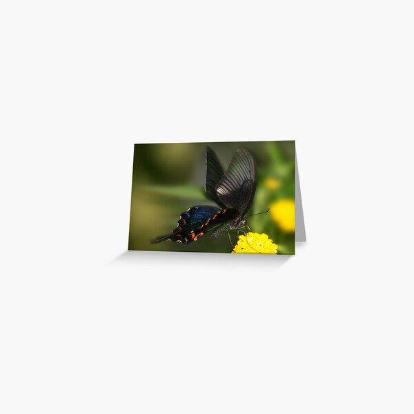 Eastern Tiger Swallowtail Butterfly Greeting Card