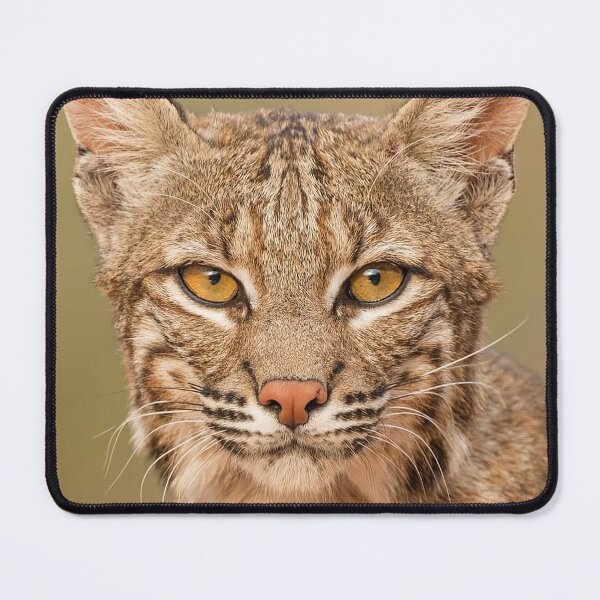 Item preview, Young Lynx designed and sold by MorningFive.