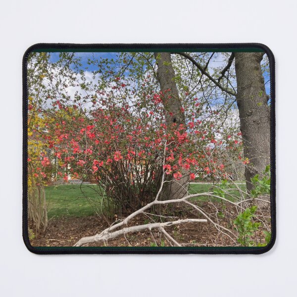 Item preview, Flowering Quince Bush designed and sold by Amanda1775.