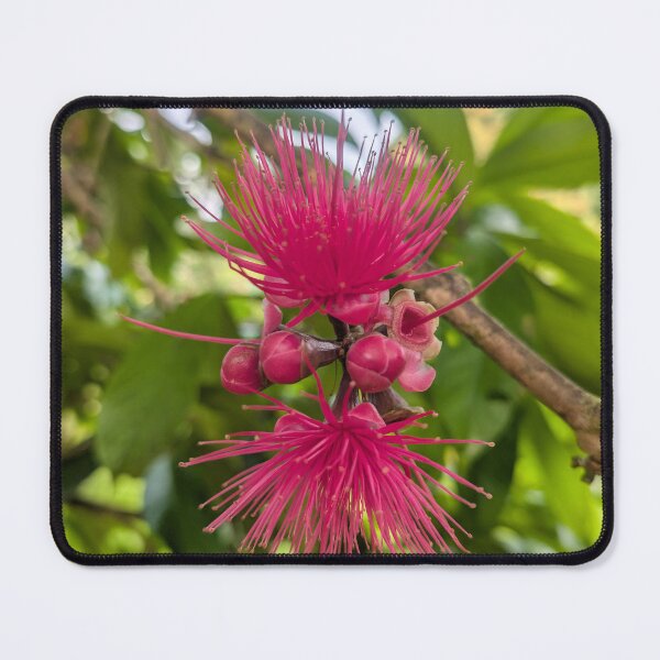 Item preview, Mountain apple Flower designed and sold by Hannah Fenton williams.