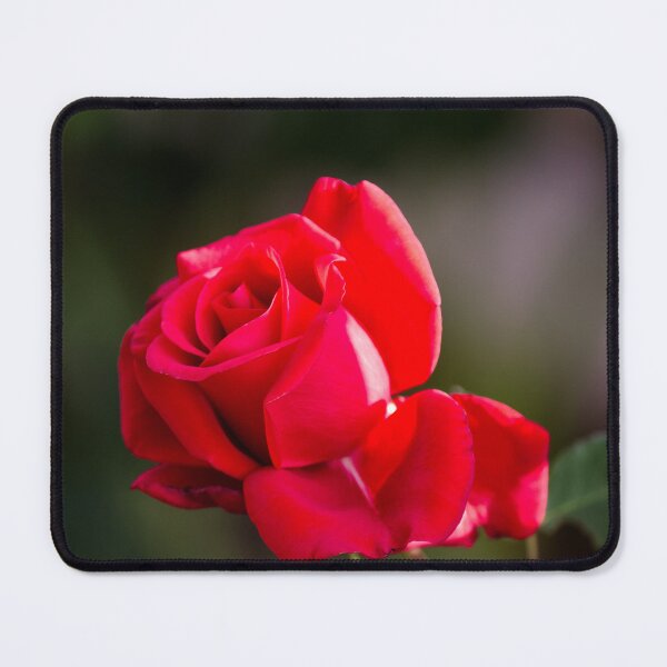 Item preview, Perfect Red Rose  designed and sold by SilentlyRob668.