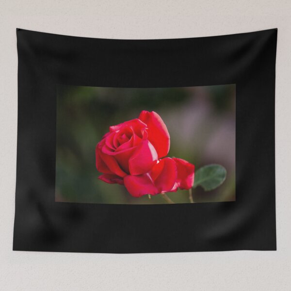 Item preview, Perfect Red Rose  designed and sold by SilentlyRob668.