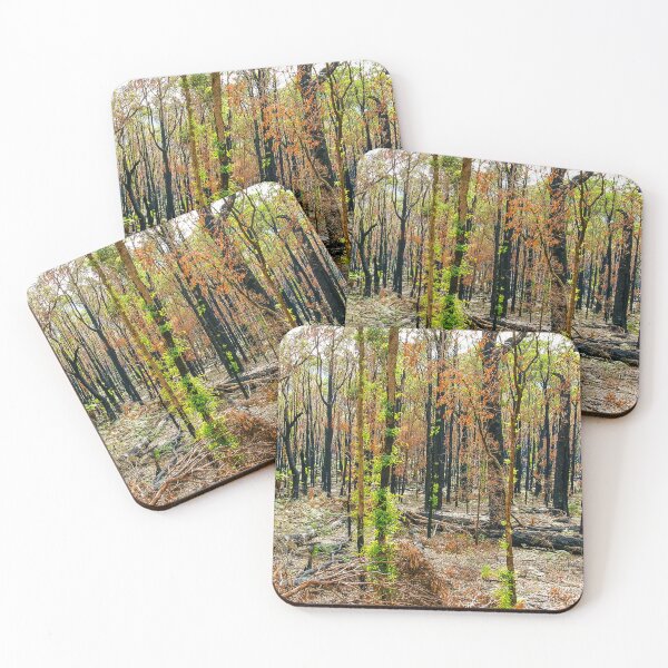 Item preview, Rebirth After Bush Fire, Healesville, Victoria, Australia designed and sold by Ross.A.Campbell.