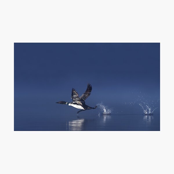Flight of the Loon Photographic Print