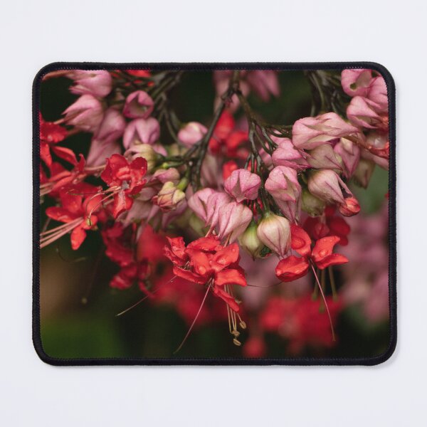 Item preview, Bleeding Heart Vine Flowers - Tropical Red and Pink Floral Close-Up designed and sold by Anjuna Sainath.