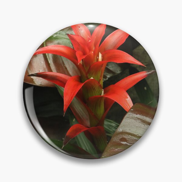 Item preview, Red Guzmania Osyana Bromeliad Among Lush Leaves designed and sold by Anjuna Sainath.