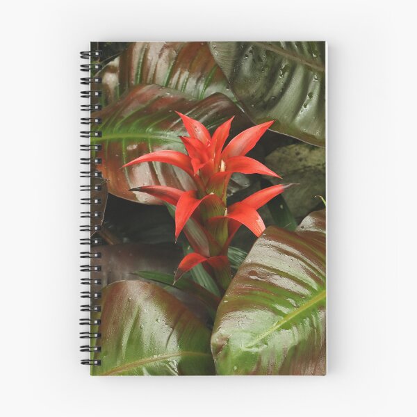 Item preview, Red Guzmania Osyana Bromeliad Among Lush Leaves designed and sold by Anjuna Sainath.