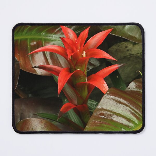 Artikelvorschau, Rote Guzmania Osyana Bromelie zwischen üppigen Blättern entworfen und verkauft von Anjuna Sainath.