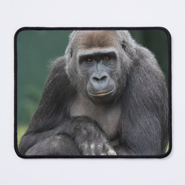 Item preview, Stillness and Strength Gorilla Youngster designed and sold by rawshutterbug.