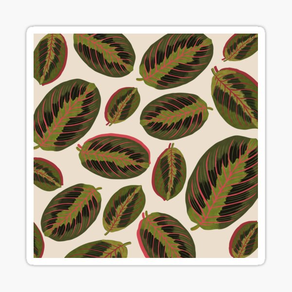 Maranta Prayer Plant Sticker