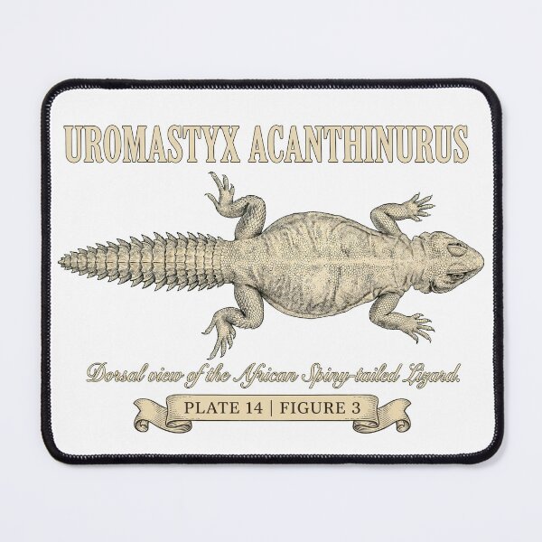 Item preview, Vintage Dabb Spiny-Tailed Lizard (Uromastyx acanthinura) designed and sold by My-Thing.