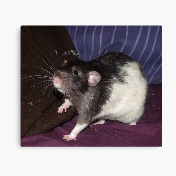 Black Hooded Dumbo Rat Canvas Print By Mindgoop Redbubble