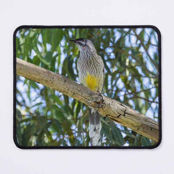 Item preview, Red Wattlebird designed and sold by Malcolm Katon.
