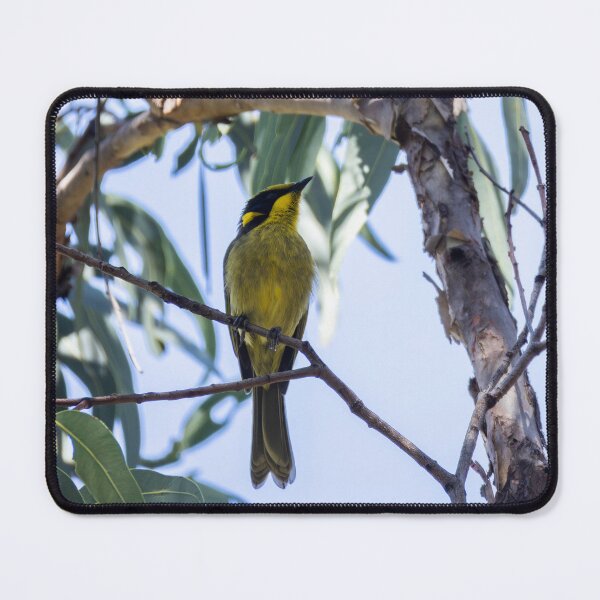 Item preview, Yellow-tufted Honeyeater designed and sold by Malcolm Katon.