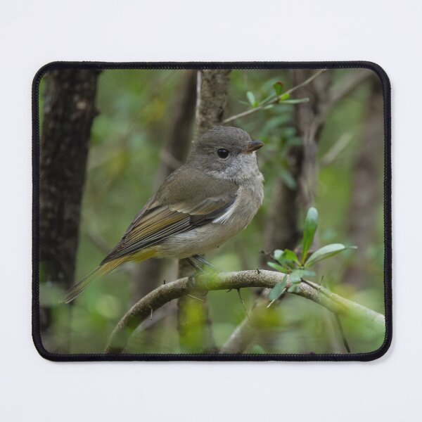 Item preview, Brown Thornbill designed and sold by Malcolm Katon.